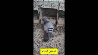 @بهم میگن مامان ملودی این کبوتر نباید زنده بمونه😭