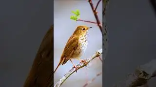 Bird Songs | Natural Singing Birds | Exotic Colorful Birds | Relaxing Nature Sounds