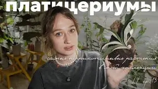 послушные папоротники | обзор всех моих платицериумов | до-после