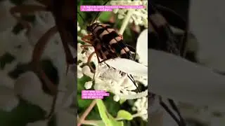 【A Bug's Life ASMR】Four-banded Flower Longhorn Beetle의 「사랑의 의식」이 아름답다. #kpop #ost #song #kdrama