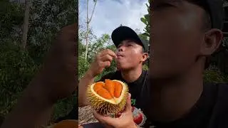 Part 6 munculnya durian mantuala king borneo #reels #durian #viral #fyp #mantuala