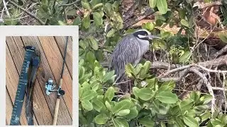 Fishing south Florida residential canals (peacock bass , snake head , jacks, and snook)