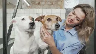 Come aprire una pensione per animali, centro addestramento e pet therapy - CreaImpresa