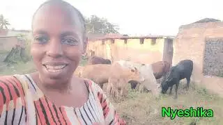 GRAZING COW IN KENYA COOKING STEW & FRIED CHICKEN🇰🇪 Africa Food Village Lifestyle Kenya/Nyeshika