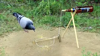 Installing Bird Pigeon Trap Using Bottle And Woods - Unique Technology Bird Trap