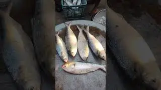 পদ্মার বড় সাইজের ইলিশ #fishing #fun #funnyvideo #foryou #fishing #colonelkkjϟ #fishcutting #fishp