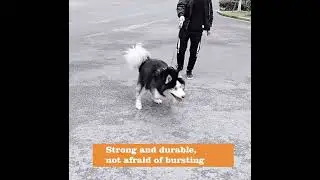 Correa para perros extensible retr&aacute;ctil con luz