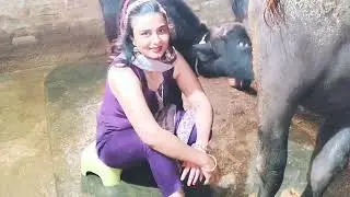 Buffalo milking new vlog#buffalomilkingbyhand #cowmilking #goatmilkingvideo #viral #villagelifestyle
