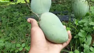 Mango 🥭Tree ।।Sweet Mangoes।। AAMARPALI , MALDA ,CHAPSI All types of Mangoes #NaturalGaon