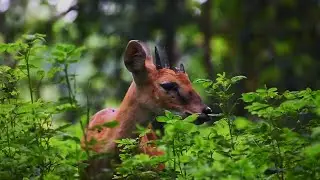 4 HORNED ANTELOPE (CHOUSINGHA): FACTS @wildwithnature7030