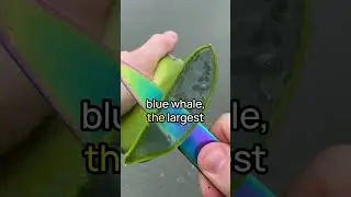 Fascinating Facts under 60 Seconds