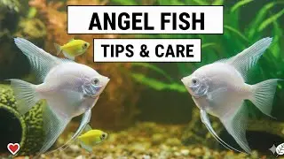 How to Care Angelfish - Angel Fish care Guide #Angelfish