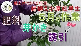 【鉢植え小原紅早生】植え付け２年目５月の作業【芽かきと誘引も】