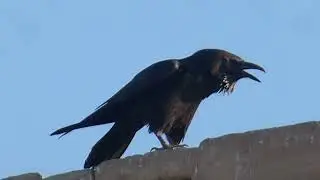 Brown-necked Raven, Corvus ruficollis, singing, Medinet Habu, Luxor, Egypt, 9 Febr 2020 (1/3)