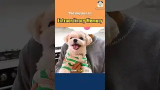 The dog has an extraordinary memory