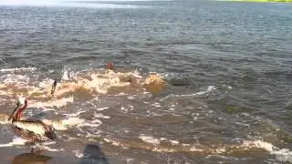 Dolphins hunting as a team along the shoreline Part 1