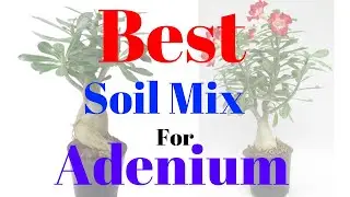 Best Soil Mix For Adenium || Soil Preparing For Desert Rose