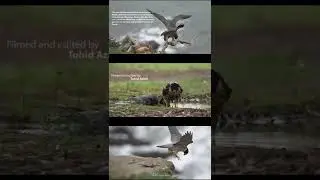 Watch the full video on my Chennel. #birdsofyoutube #falcon #birds #birdsofprey #wildlife #birds