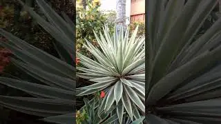 @AGAVE TEQUILANA (blue agave): THE CHEF OF GARDENS. A MEDICINAL PLANT FOR ALL FAMILY.