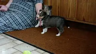 sheltie pups