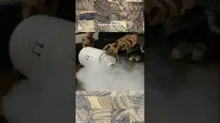 Оригинальное пиво Nitro
