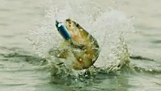 RIDICULOUS Topwater Blowups!! Best Whopper Plopper Bites Ever!