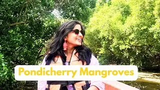 Epic Pondicherry Mangrove Forest Boat Ride