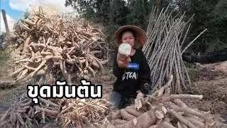 ขุดมันสําปะหลังครั้งแรกของปี2026