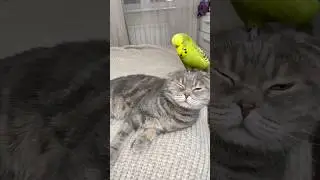 Cat vs Parrot 😂 Very Funny Fight | Hilarious Pet Battle You Won&rsquo;t Stop Laughing At🤪