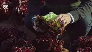 Angelix - red oak leaf lettuce - Enza Zaden variety