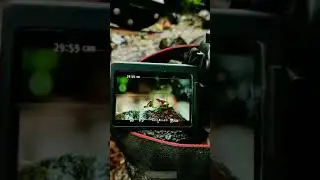 Photography tips Compilation - In frame Dancing Frog