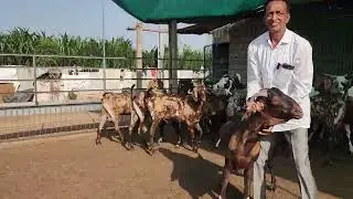 Barkat Goat Farm Gujarat Model | Full Tour And Introduction | Incredible Gujarat.