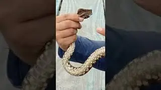 Bothrops atrox. (Jararaca da Amaz&ocirc;nia ). a V&iacute;bora mais perigosa do bioma Amaz&ocirc;nico.