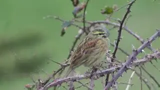 Cirl Bunting - Otterton, Devon 26/1/2022
