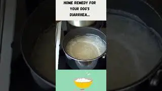Home remedy for your dog's diarrhea#shorts
