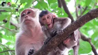 MONKEY LIFE,BABY MONKEY ON THE TREE🌳POST MONKEY DAILY / POPULAR DAILY