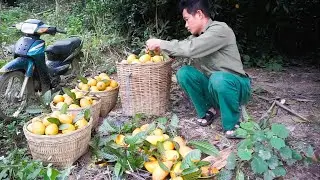 Peaceful Countryside Days With Gardening, Cassava Farming and Harvesting Sapodilla Fruits To Sell