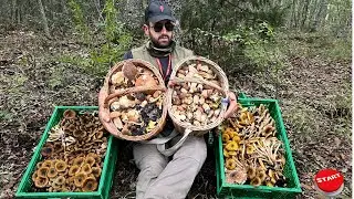 Esplosione funghi Porcini aereus e chiodini. Novembre 2023 @lucacorbarafunghi