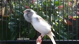 Лучшая песня для канарейки &mdash; ДОКАЗАНО, что сделает вашу птицу чемпионом❗❗