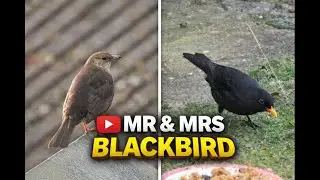 Mr & Mrs Blackbird. Feed the birds UK 06 01 26