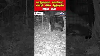 kerala | forest | tiger