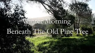 Winter Morning Beneath The Old Pine Tree