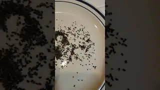 Harvest #Basil #Seeds Part 3