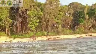 Javan Rhinos Return to the Beach - A Good Sign for the Species