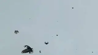 10.01.2024г .2 часть.Величкин.В.И ст-ца Егорлыкская.