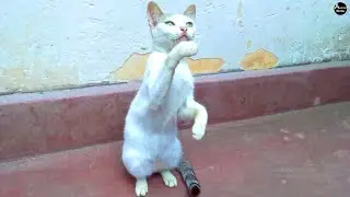 Funny Cat Sitting Upright &ndash; Cute Grooming Moment | Animal Show