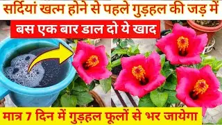ठंड में भी गुड़हल देगा बंपर फूल.Hibiscus plant care in winter.ठंड में गुड़हल की देखभाल.Gudhal plant.