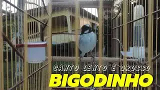 CANTO DO BIGODINHO LENTO E GROSSO ENCARTE O SEU AGORA!