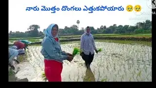 #నారు మొత్తం దొంగలు ఎత్తుకపోయారు🥹##దొంగలు వున్నారు జాగ్రత్త🥹# #vairal 