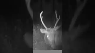 Bullēns #latvija #trailcamera #forest #animals #wildlife #wildanimals #hunting #deer #reddeer